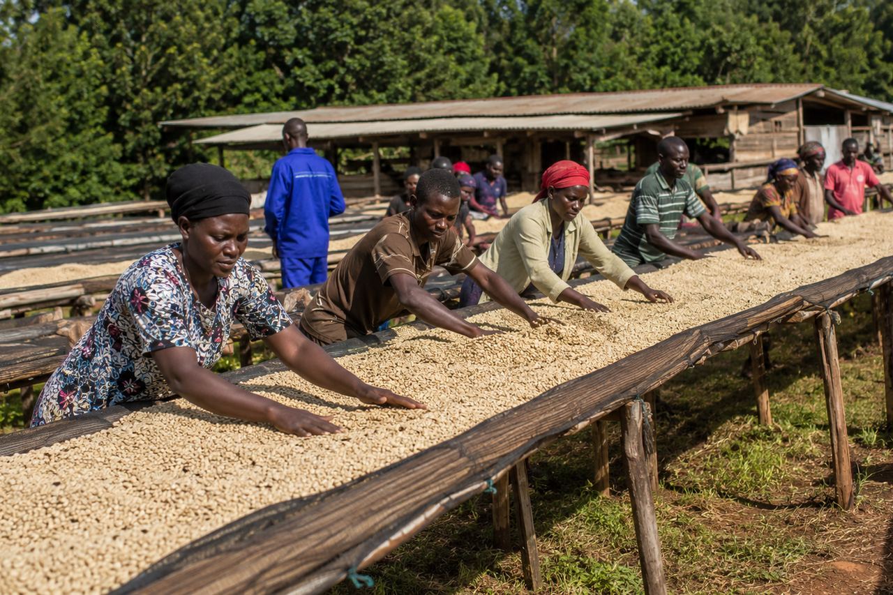 Workers turning parchment coffee spread on long raised drying beds at a Ugandan processing yard